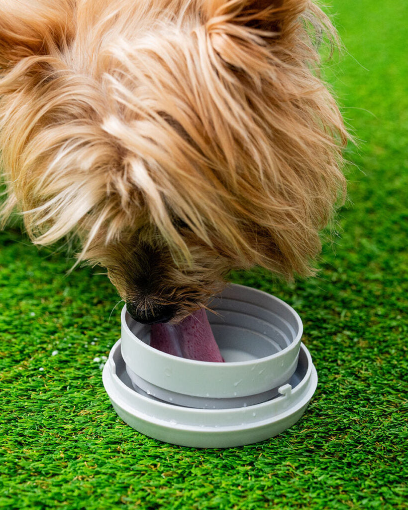 PetLulu – Guinzaglio Retrattile 6 in 1 per Cani