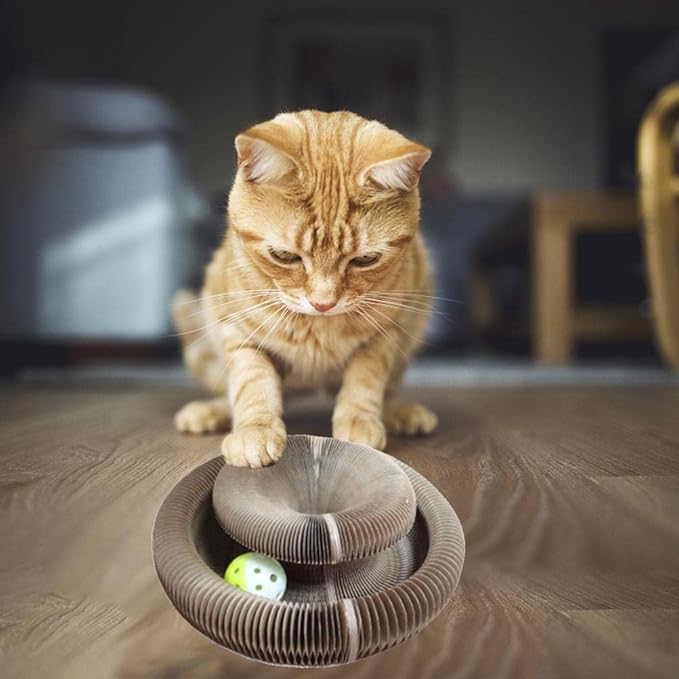 Micio Roll – Gioco Interattivo per Gatti